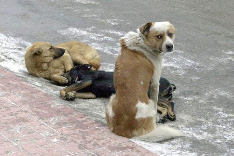 Osmaniye’de sokak köpekleri tehlike saçıyor