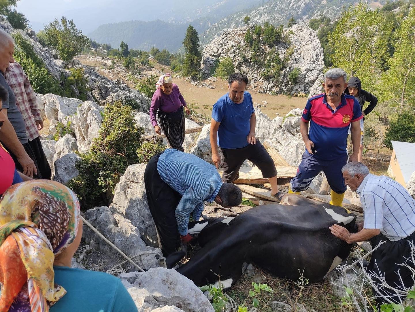 Kadirli'de Kurtarılan inek sahibine teslim edildi