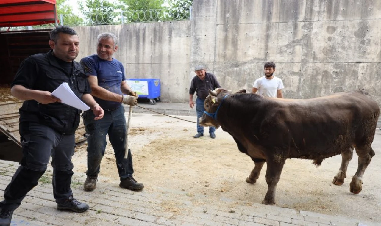 İzmit Belediyesi Modern Hayvan Pazarına kurbanlıklar geliyor