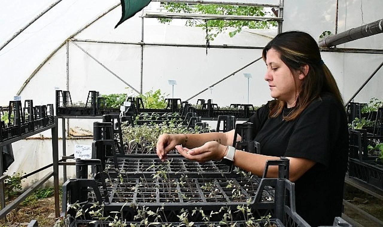 Lüleburgaz Belediyesi atalık tohumlardan fide yetiştirme çalışmalarını sürdürüyor