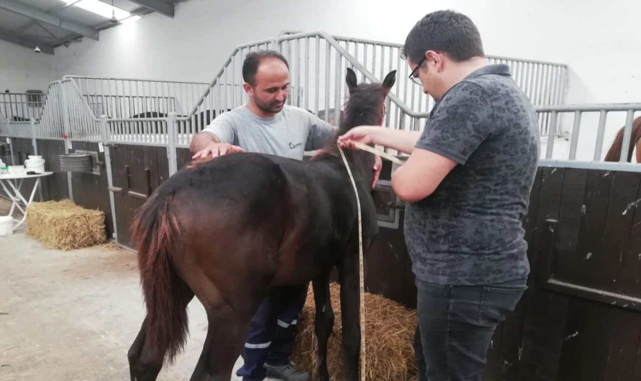 Bursa’da yeni doğan tayların tescili sürüyor