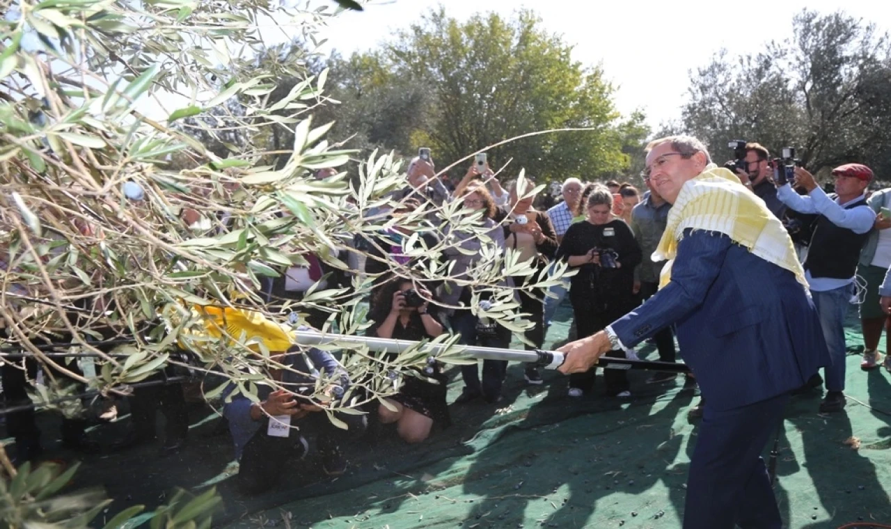 Ayvalık’ta 19. Zeytin Hasat ve Turizm Festivali heyecanı