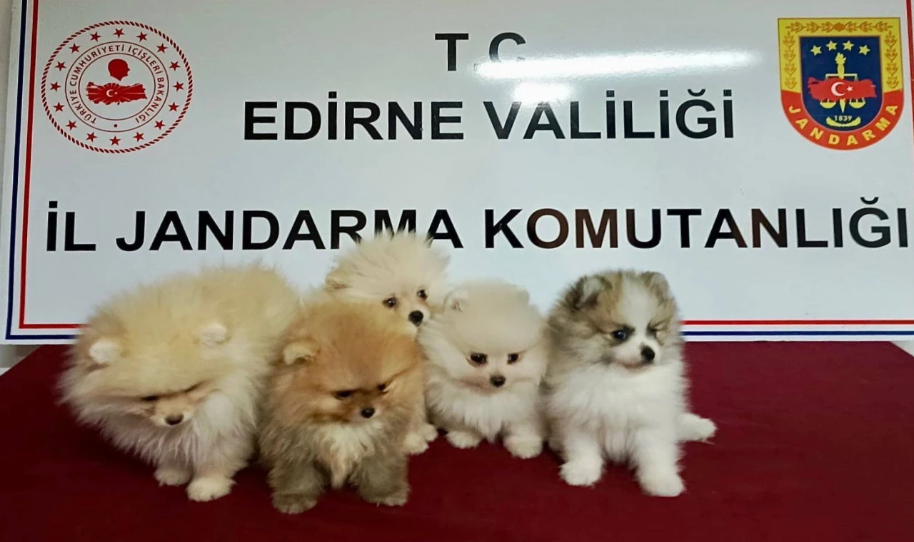 Edirne’de hayvan kaçakçılığı operasyonu... 5 köpek kurtarıldı!