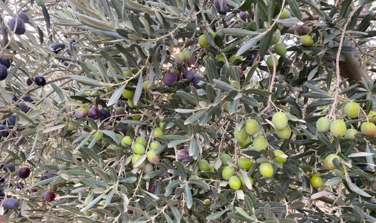 Sofralık zeytin ihracatında tarihi rekor