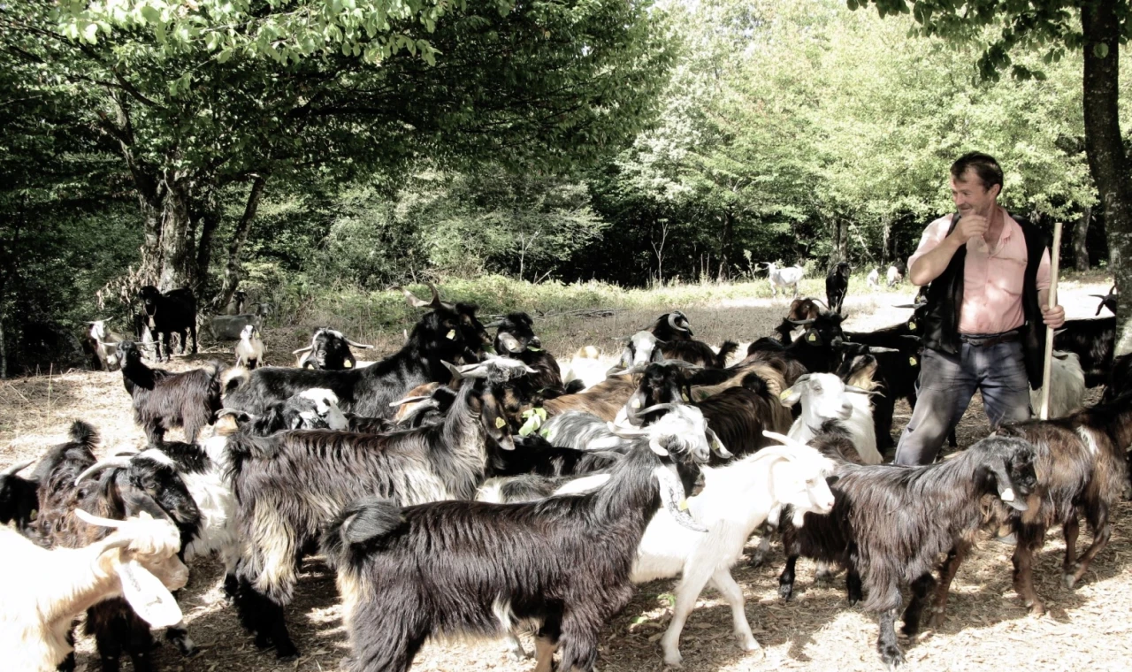 Bursa’da keçi çobanının zorlu yolculuğu