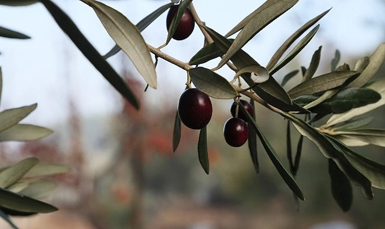 Urla Zeytin Ve Sanat Festivali