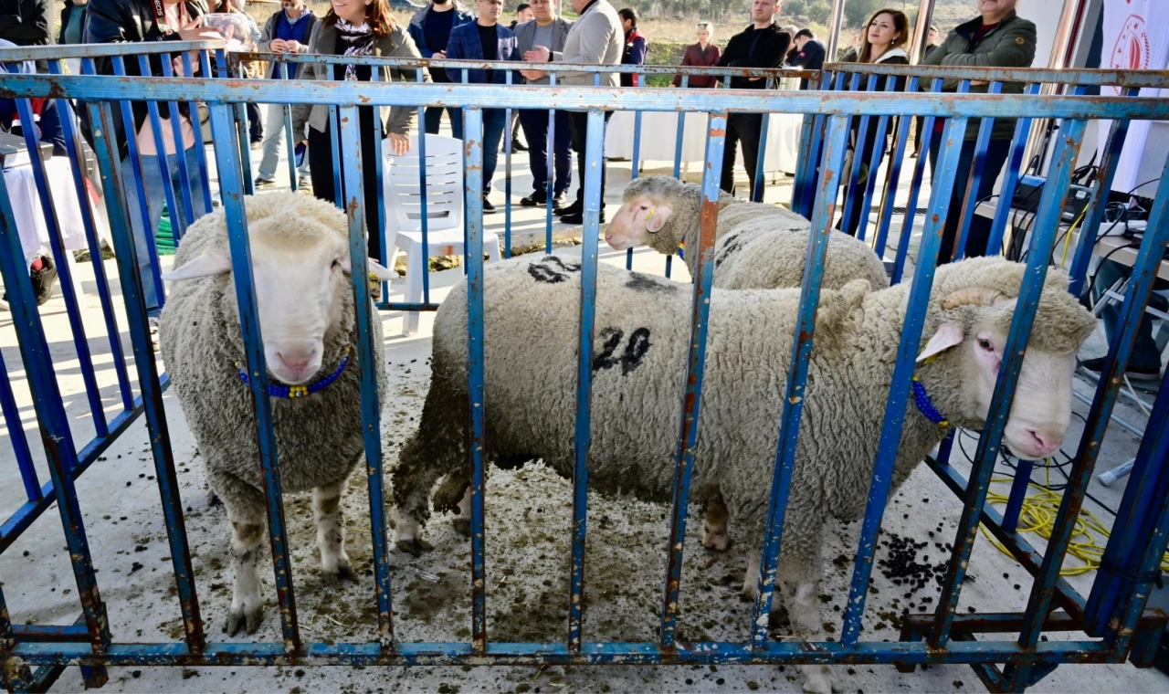 İzmir Aliağa’da ’damızlık koç’lar dağıtıldı