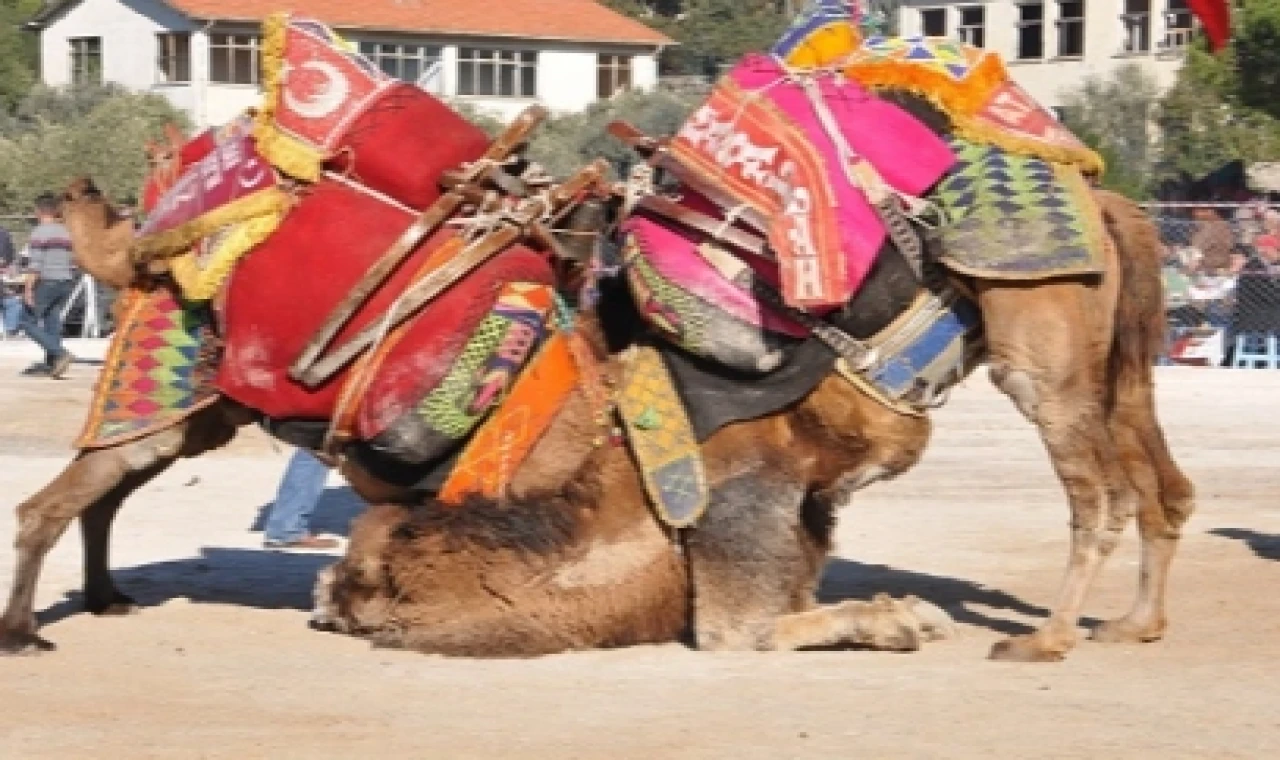 Muğla Milas’ta deve güreşi festivali düzenlenecek