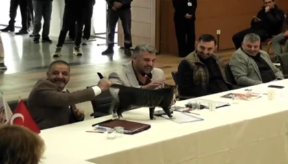 Şile’de AK Parti’den CHP’li üç belediye başkanına ’kedili’ teşekkür!