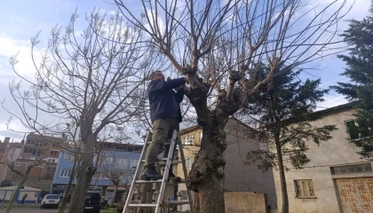 Bursa Gemlik’te yeşil alanlarda budama çalışmaları sürüyor