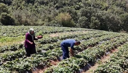 Osmaniye’de 128 haneye 6,8 milyon TL’lik tarımsal destek